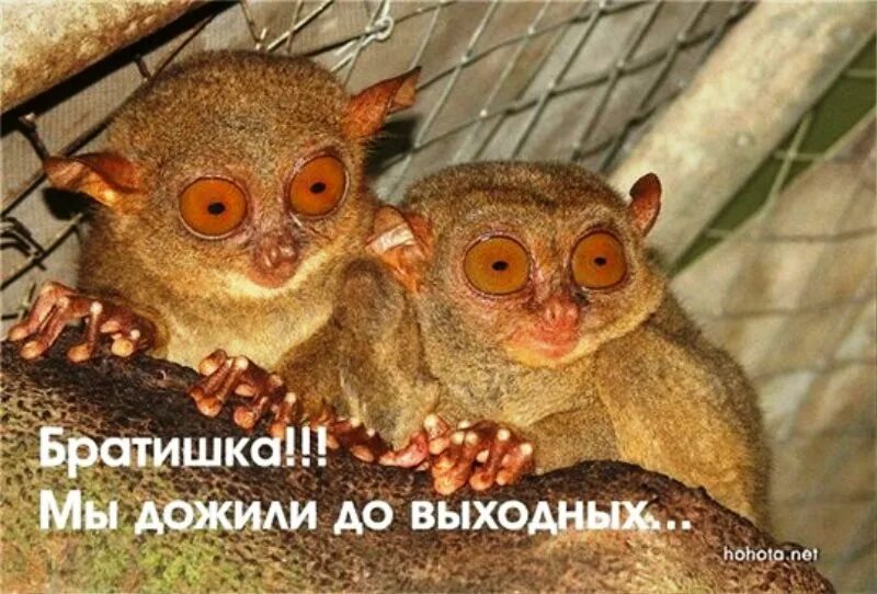 Выходной ура смешные. Дожить до выходных. выходные картинки прикольные. дотянуть до выходных. смешные картинки про выходные.
