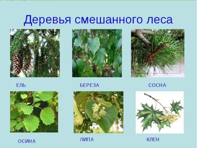 Какие растения встречаются в широколиственных лесах. Широколиственные и мелколиственные деревья. смешенныц леса деревья. деревья в смешанных лесах. растения смешанных лео.