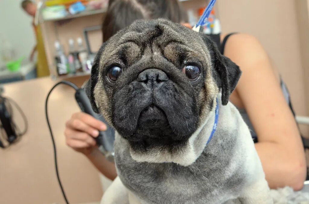 Сердитый мопс. Мохнатый мопс. Мопс фото собаки. Мопс. Мопс под.