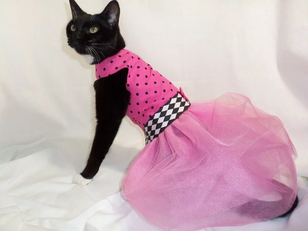 Кошечка с одеждой. Кошка в платье. Одежда для котов. Костюм кошки. Котики с одеждой.