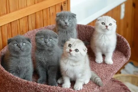 Как выглядят вислоухие котята