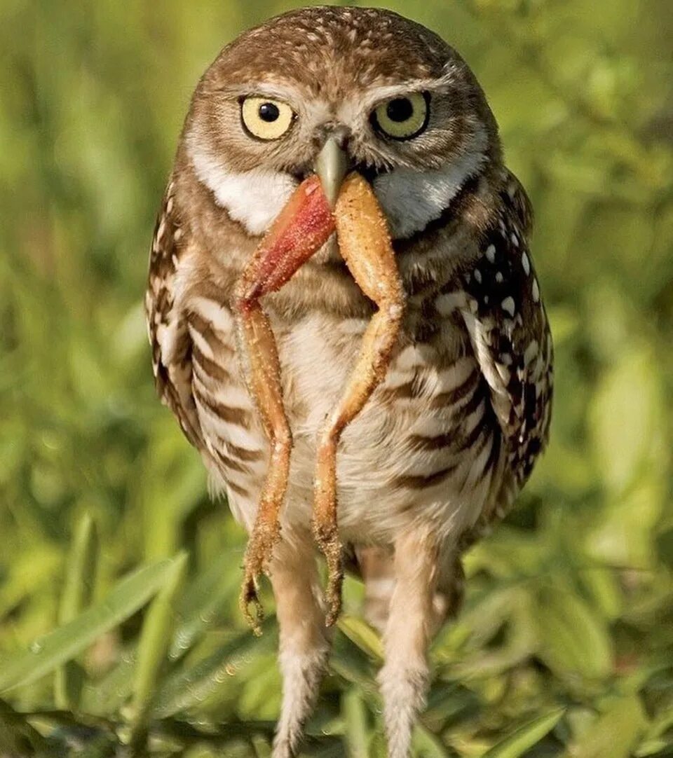 Прикольные совы. Полярная сова щурится. Милые цыплята. Сова улыбается. Довольная сова.