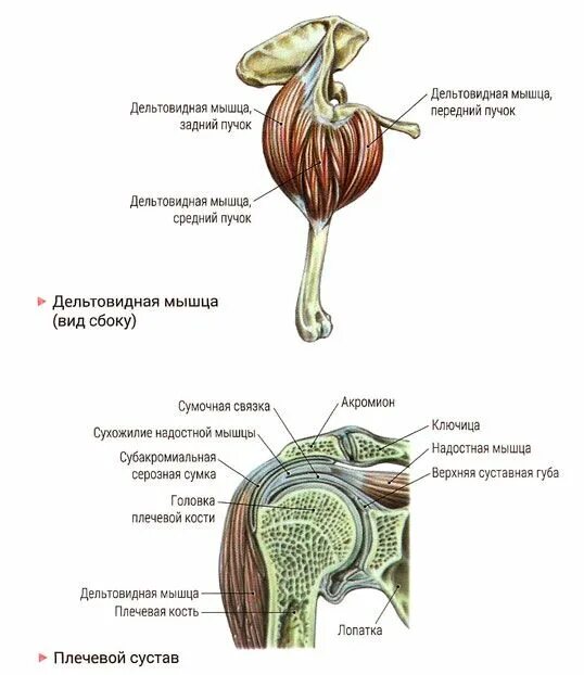 Пучок дельтовидной мышцы. Задних Пучков дельтовидных мышц.. Задние пучки дельтовидной мышцы функции. Передние пучки дельтовидных мышц. Передний пучок дельтовидной мышцы.