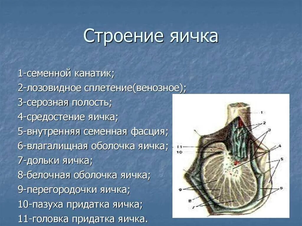 Семенной канатик анатомия. Строение семенного канатика. Структуры, формирующие семенной канатик. Строение яичка семенной канатик. Яичко строение средостение.