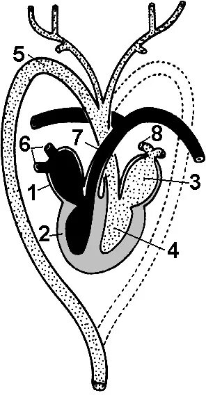 Схема строения кровеносной системы пресмыкающихся. Круги кровообращения птиц схема. Схема строения сердца птиц. Схема кровеносной системы птицы схема.
