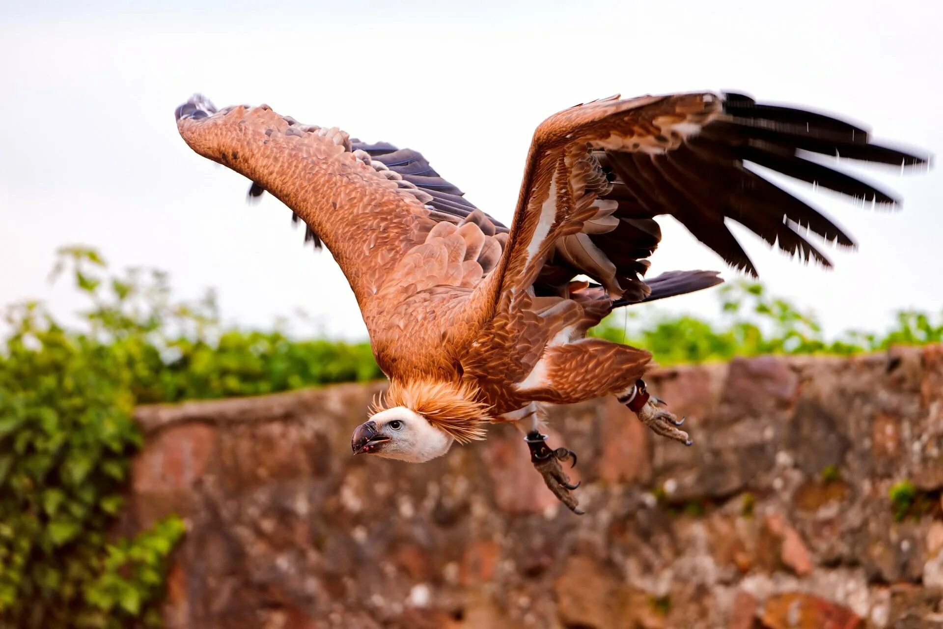 Гриф размах. Стервятник кондор. Кондор размах крыльев. Черный гриф размах крыльев. Кондор белоголовый.