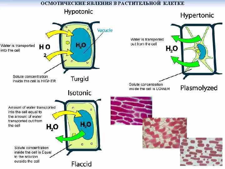 Осмос растительной клетки схема. Осмотическое давление растительной клетки. Осмос тургор плазмолиз.