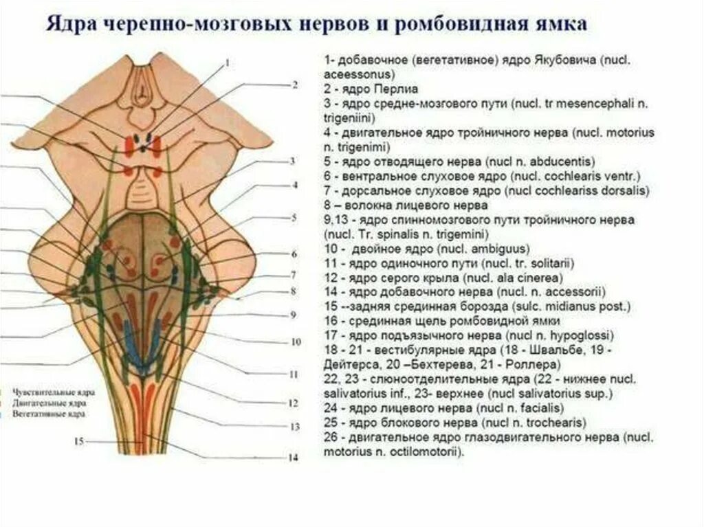 Ромбовидная ямка черепные нервы. Ядра 12 пар черепных нервов анатомия. Схему расположения ядер v–XII пар черепных нервов в ромбовидной ямке. Ядра черепных нервов схема. Схема ядер ЧМН на дно ромбовидной ямки.