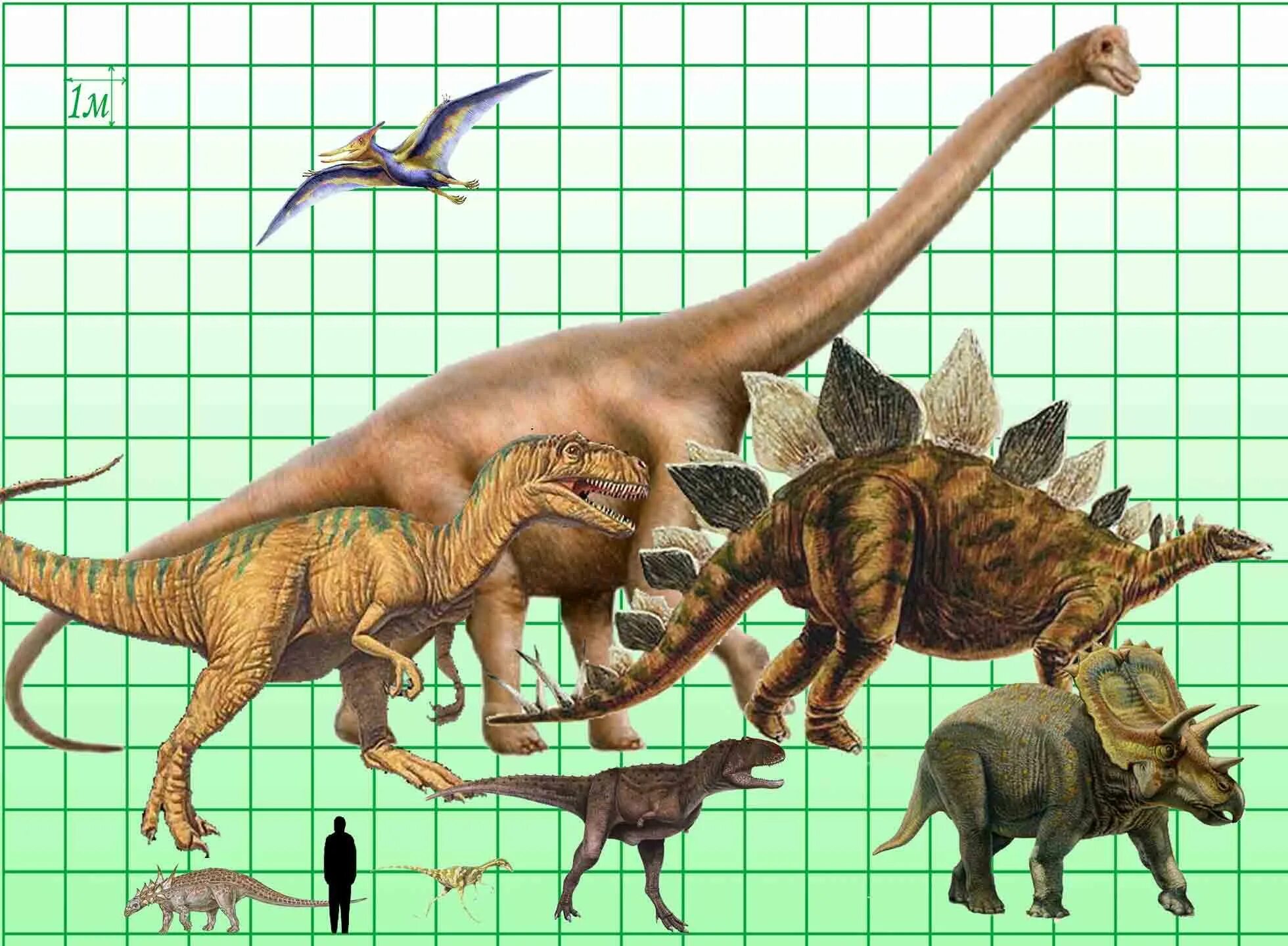 Сравнение динозавров. Рост травоядного динозавра. Диплодок динозавр рост. Размеры динозавров. Динозавры в сравнении с человеком.