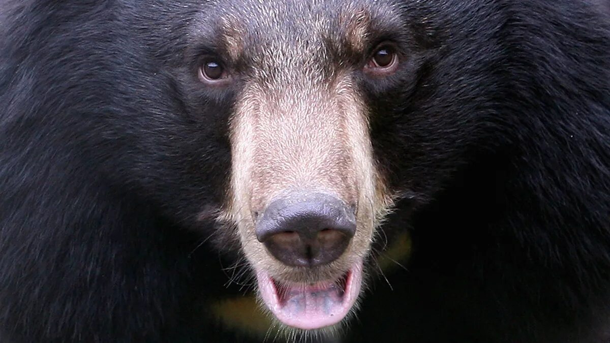 Bear out. Гималайский медведь. Американский медведь барибал. Bear out. Bear out.