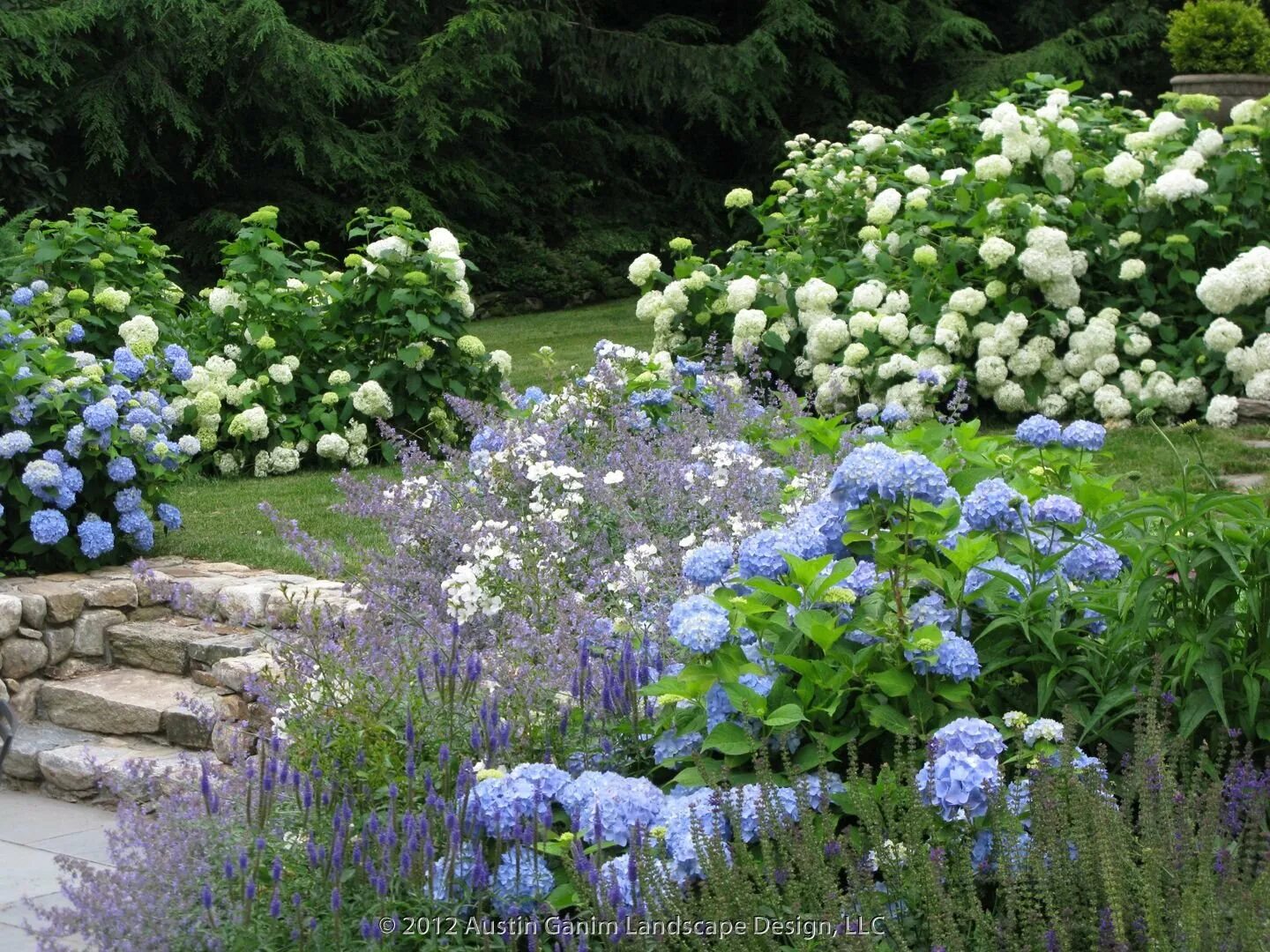 Голубой сад роз. Миксбордер с гортензией метельчатой.