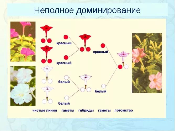 Неполное доминирование схема. Неполное доминирование это в генетике. Неполное доминирование цветы. Неполное доминирование это в биологии. Родители чистые линии