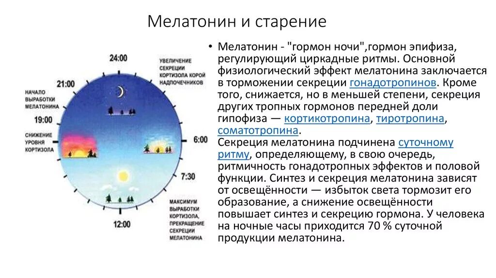 Сколько вырабатывает организм. Часы выработки мелатонина в организме человека. Выработка мелатонина по часам. Мелатонин циркадные ритмы. Схема выработки мелатонина.