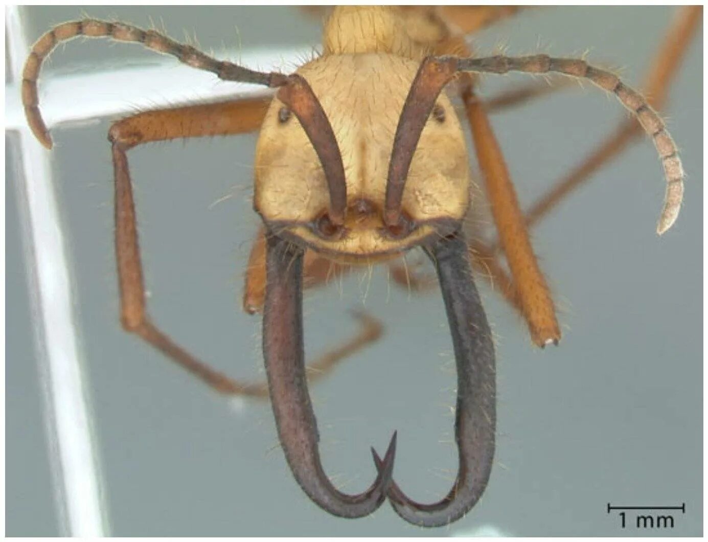 Эцитоны Бурчелли. Армейские муравьи-солдаты (Eciton burchellii). Муравьи Бурчелли. Опасные насекомые в мире.