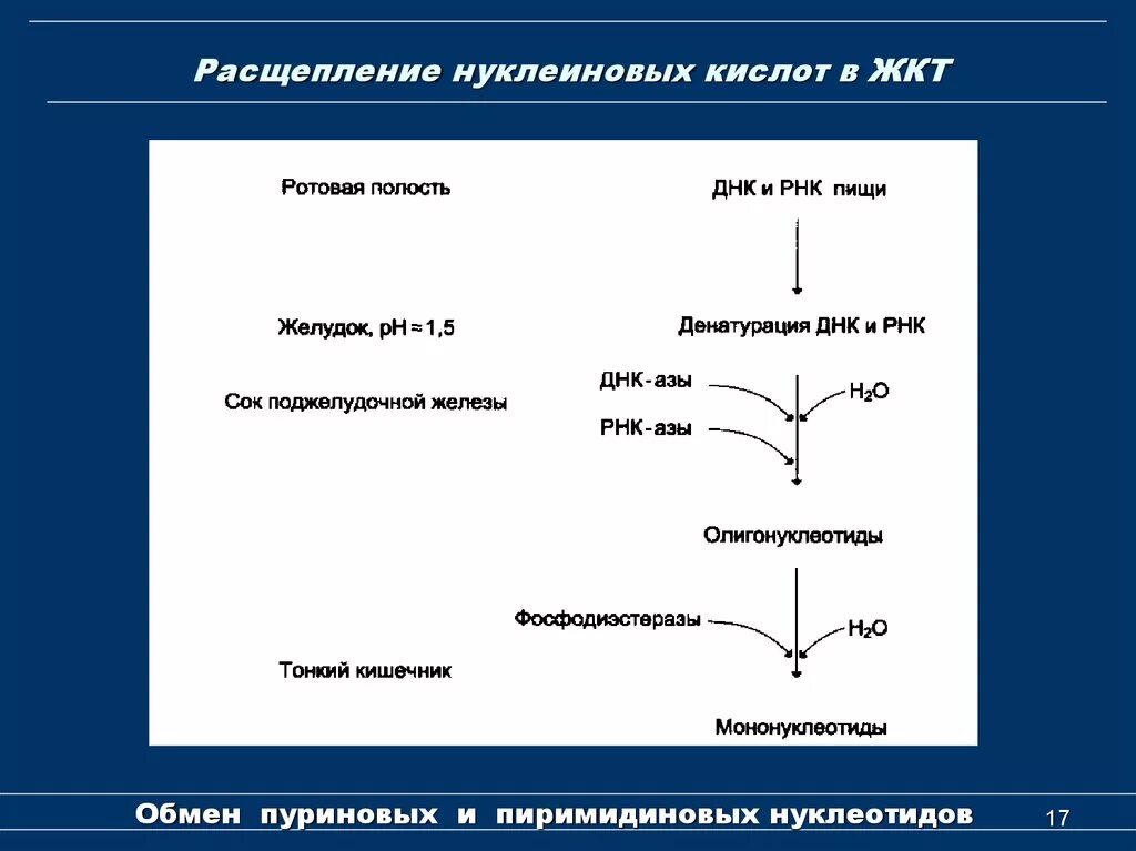 Биосинтез и расщепление. Общая схема распада нуклеиновых кислот пищи. Функция обмен нуклеиновых кислот биохимия. Расщепление пиримидиновых нуклеотидов. Схема распада нуклеиновых кислот.