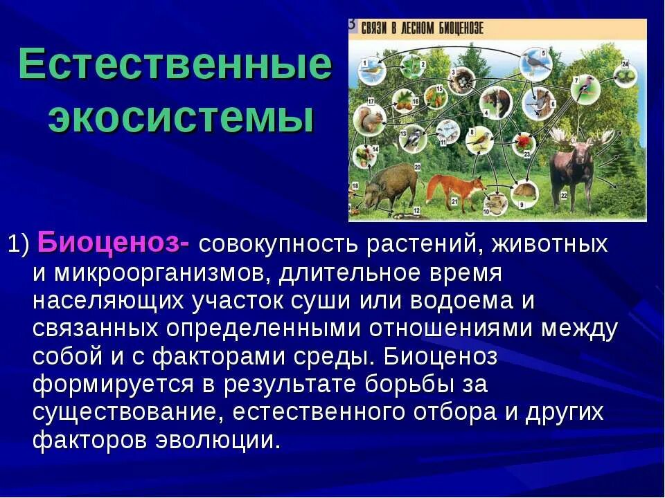 Организация экосистем презентация 9 класс. Естественная экосистема. Экосистема презентация. Биоценоз. Естественный биогеоценоз.