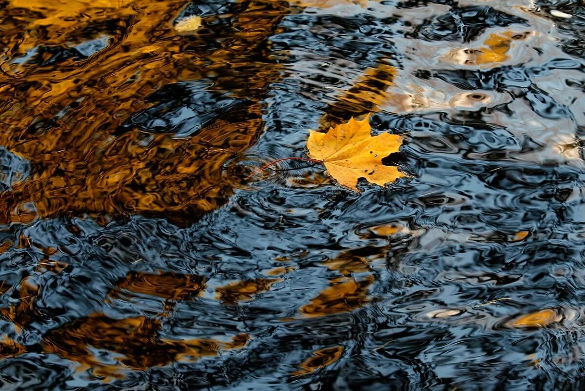 Осенние листья на воде. Осень лужи. листья на воде. осенний листопад на воде. мокрая осень.