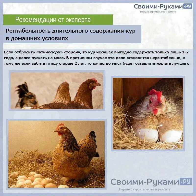 Сколько лет держать несушек