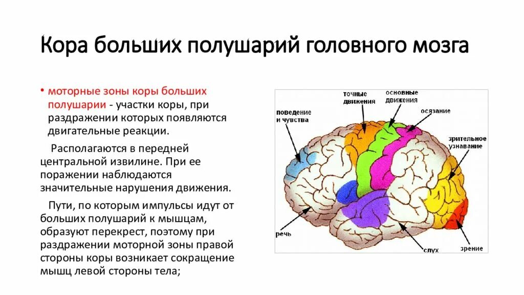 Локализация функций в коре полушарий мозга. Корковые центры коры головного мозга. Формирование ощущения в коре головного мозга..