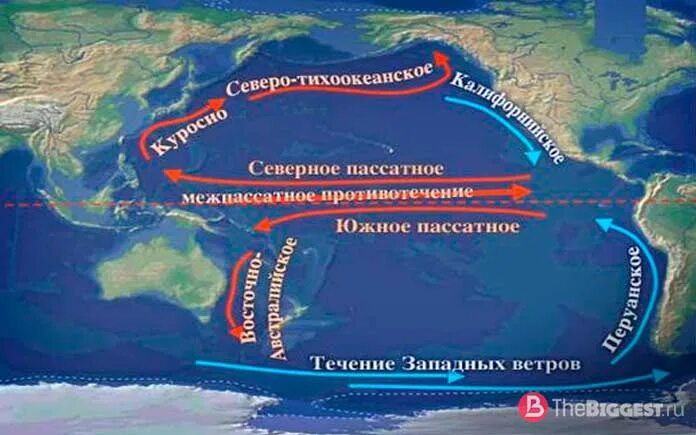 Укажите холодное течение. Теплое течение Куросио. Теплые течения Куросио муссонное. Куросио и Гольфстрим.