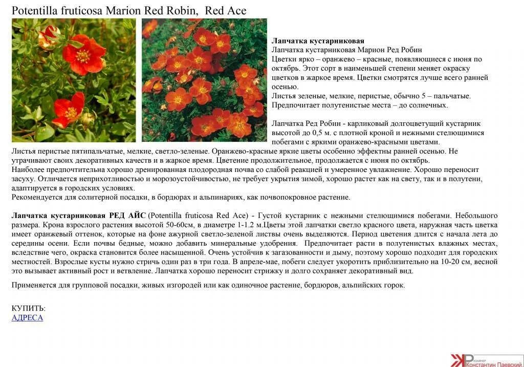 Лапчатка мэрион. Лапчатка кустарниковая мэрион ред робин в ландшафтном дизайне. лапчатка красная ред айс. лапчатка кустарниковая красная сорта. лапчатка кустарниковая ред айс.