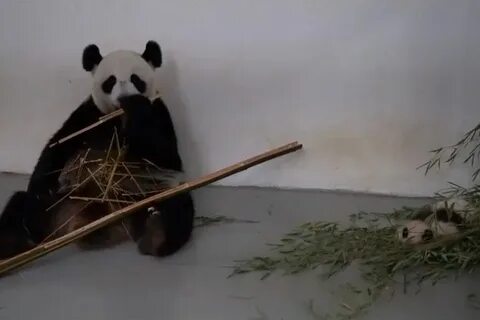 У панды аси 12 бамбуковых палочек решение