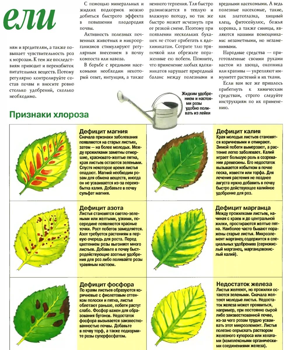 Заболевания растений пожелтение листьев. Хлороз жилок листа. Таблица нехватки элементов томатам. Таблица нехватки микроэлементов у растений. Определение болезней растений