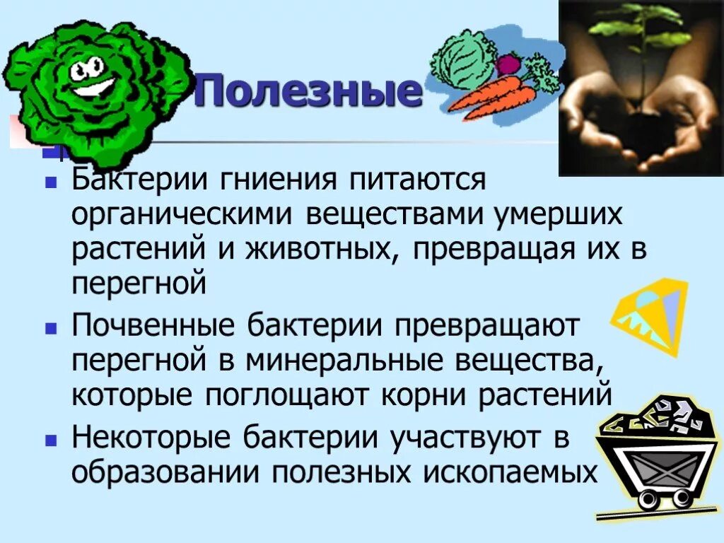 Дополнительная информация по биологии. Информация о полезных бактериях. полезные бактерии биология. полезные бактерии презентация. сообщение на тему полезные микроорганизмы.