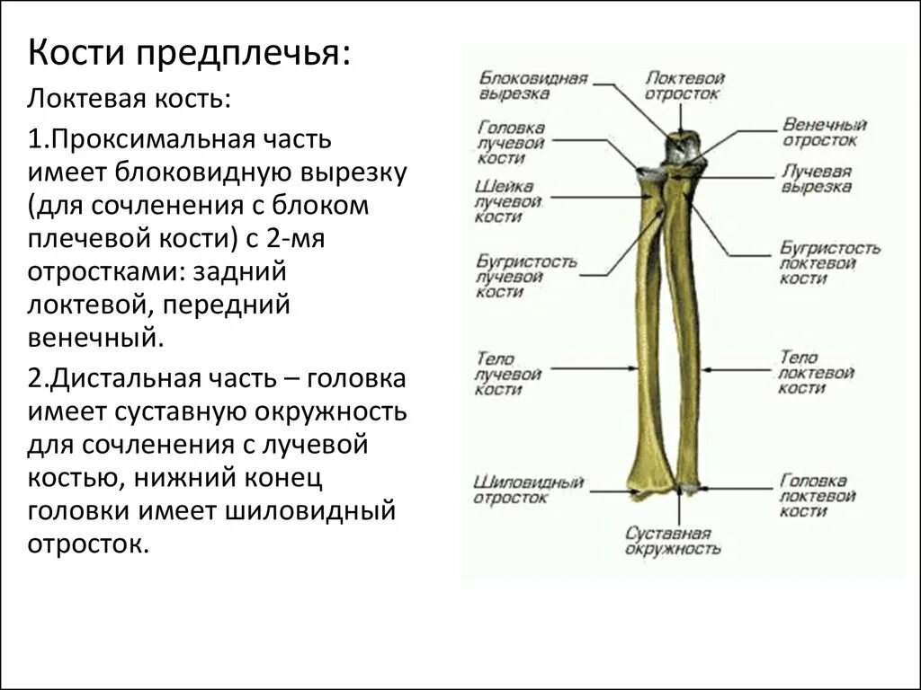 Соединения локтевой кости. Кости предплечья локтевая кость кость анатомия. Локтевая и лучевая кость анатомия человека. Кости предплечья лучевая кость. Головка лучевой кости анатомия.