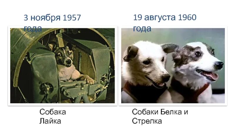 19 августа 1960. Лайка в космосе. Собака лайка в космосе. Собаки Гагарин ракета. Белка стрелка рисунок для детей 1960.