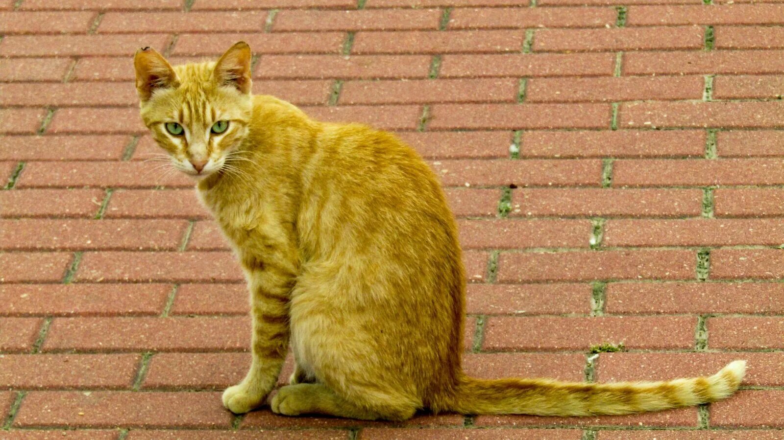 Кот по испански. Бамбуковый кот. ницца кошка. адыгейская кошка фото. испанский кот.