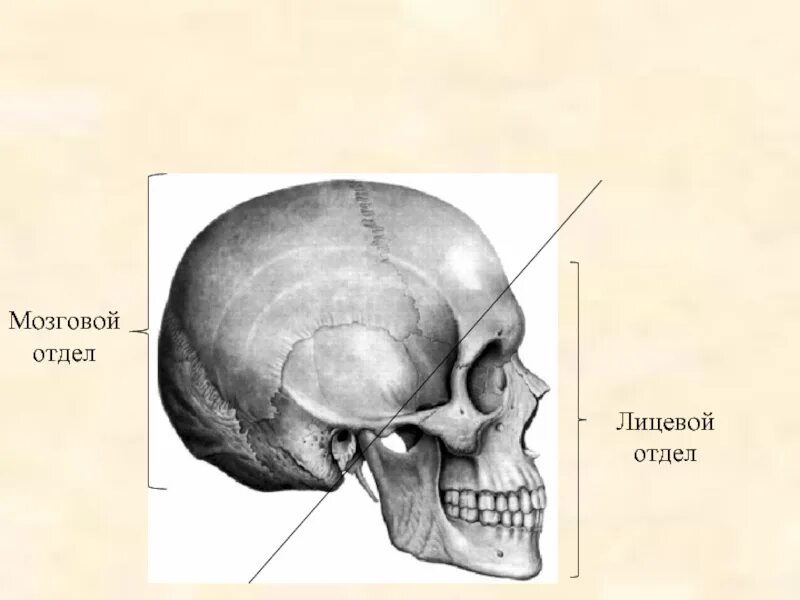 Кости мозгового отдела черепа. Мозговой отдел черепа анатомия. Мозговой отдел и лицевой отдел черепа. Строение черепа человека мозговой и лицевой отделы.
