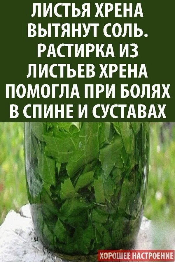 Листья хрена для лечения суставов. Растирка из листьев хрена. растирка из листьев хрена для суставов. листья хрена от боли в суставах.