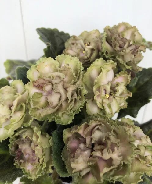 Расплетало лето косы. Сорт фиалки расплетало лето косы. Сенполия расплетало лето косы. Ек-расплетало лето. Фиалка сорт ек расплетало лето косы.