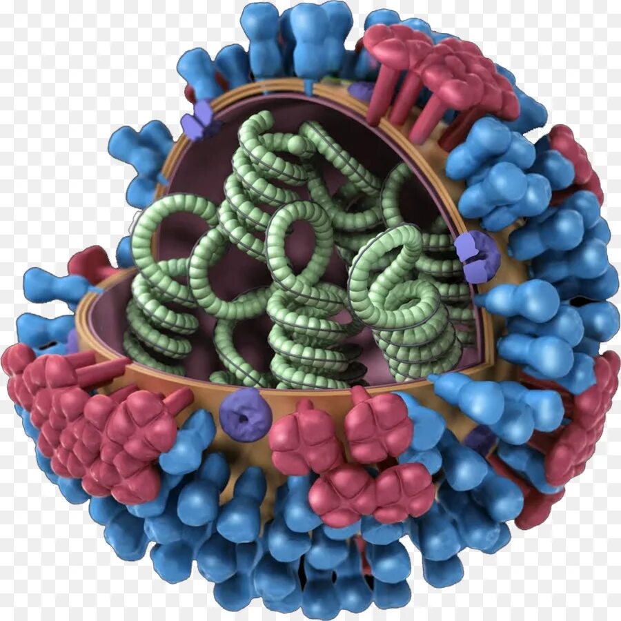 Вирус гриппа под. Штамм h5n1. Вирус h3n2. Молекула гриппа. Модель вируса гриппа.