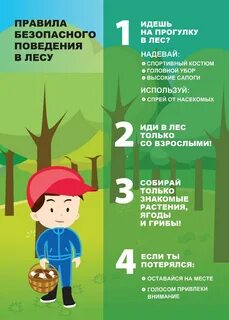 Какие соблюдаете правила поведения в лесу