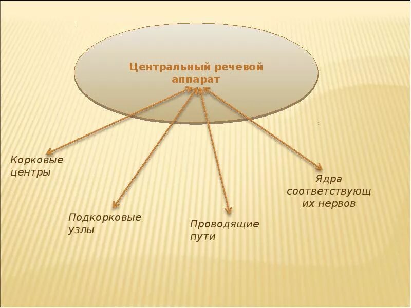 Строение центрального отдела. Строение центрального речевого аппарата. структура центрального речевого аппарата. строение речевого аппарата схема. периферический аппарат речи.