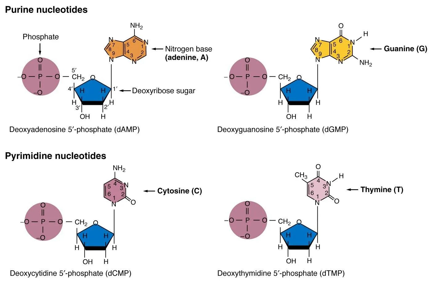 Nucleotides. DNA nucleotides. Образование фосфодиэфирной связи между нуклеотидами. DNTP аденин. Нуклеотид вируса