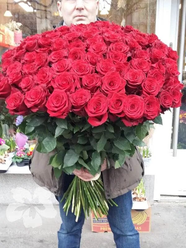 Розы длинные 100. Длинные красные розы. Длинные красные розы 100 см. Голландские розы красные длинные.