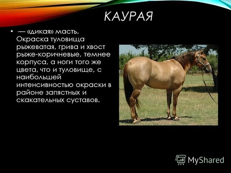 Каурый цвет это какой. Карварвая масть лошади. Каурый. Каурый какой цвет. Каурая масть лошади.