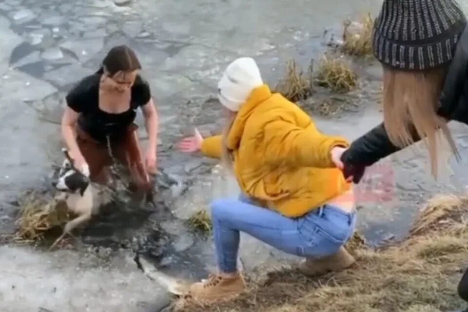 Спасение собаки из воды. Спас девушку видео