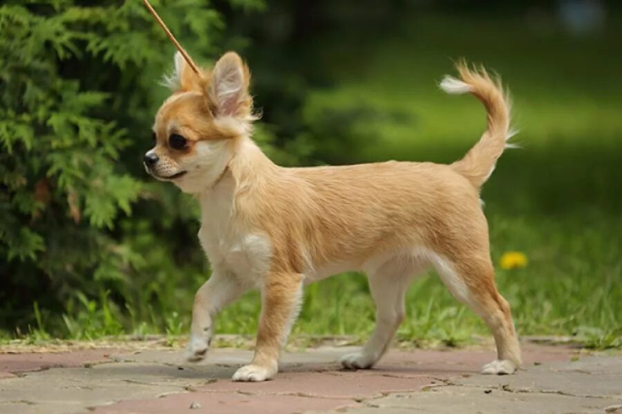 Продаются чихуа хуа. Чихуахуа приморский край. Щенки чихуахуа сорбонна. Собака чихуахуа щенок. Чихуахуа с родословной.