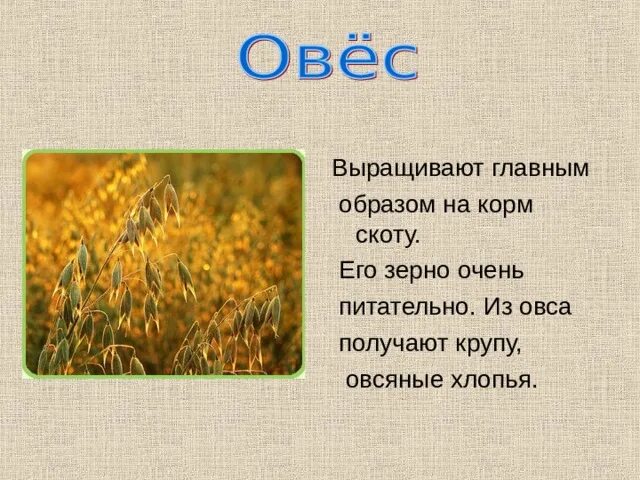 Овес 4 класс