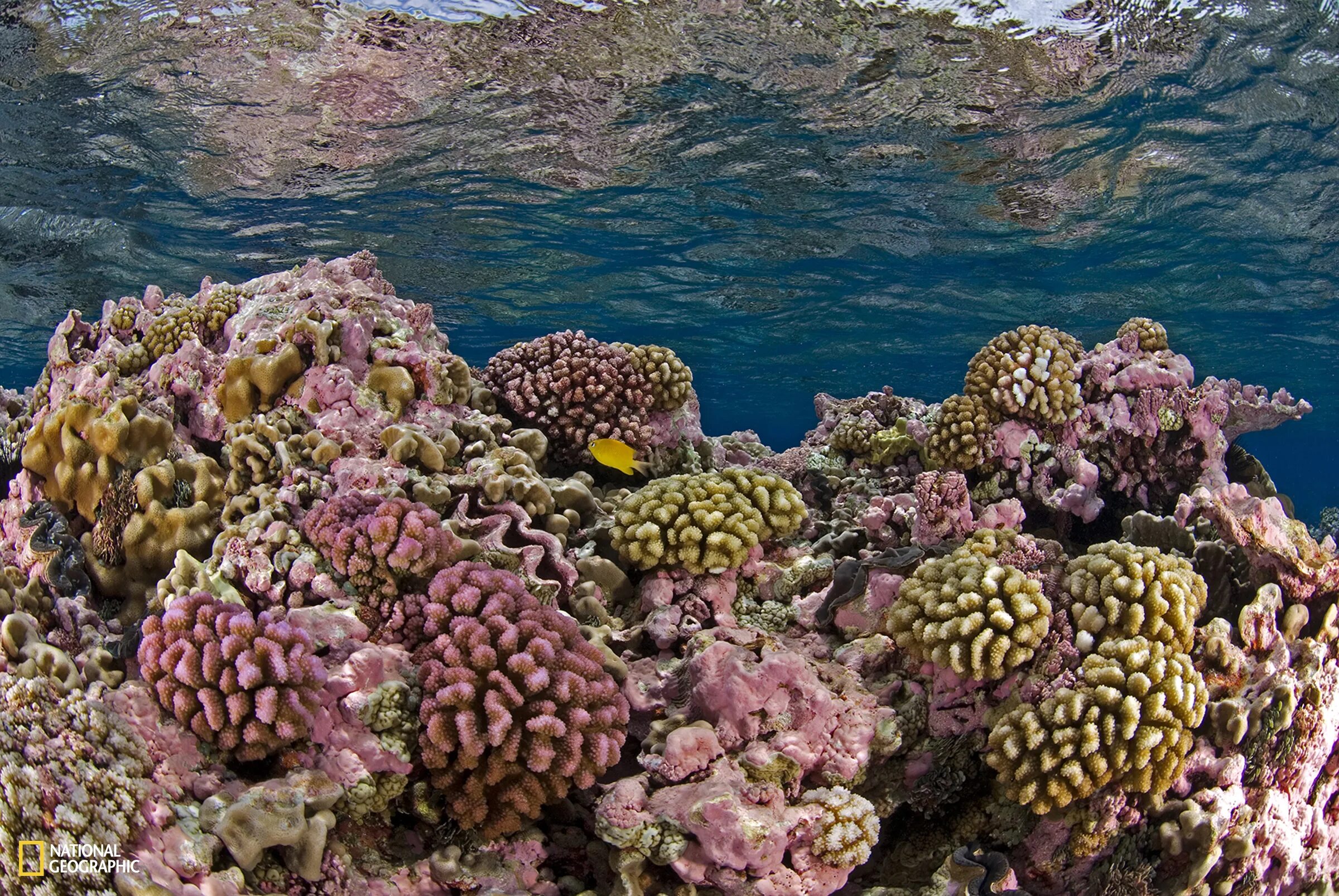 Коралловые рифы являются. Амазонский коралловый риф. Коралловые рифы Монерон. Дахаб коралловые рифы.