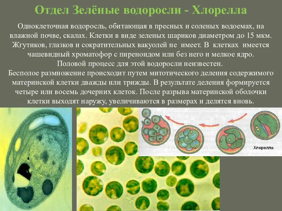 Среда обитания хлореллы. Одноклеточная водоросль хлорелла. Одноклеточные зеленые водоросли хлорелла. Одноклеточные растения хлорелла. Водоросль хлорелла Тип питание.