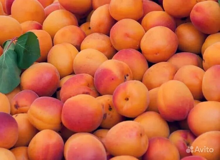 Абрикос портичи. Абрикос оранжевый. Спелый абрикос. Спелых абрикосов. Рич с абрикосом.