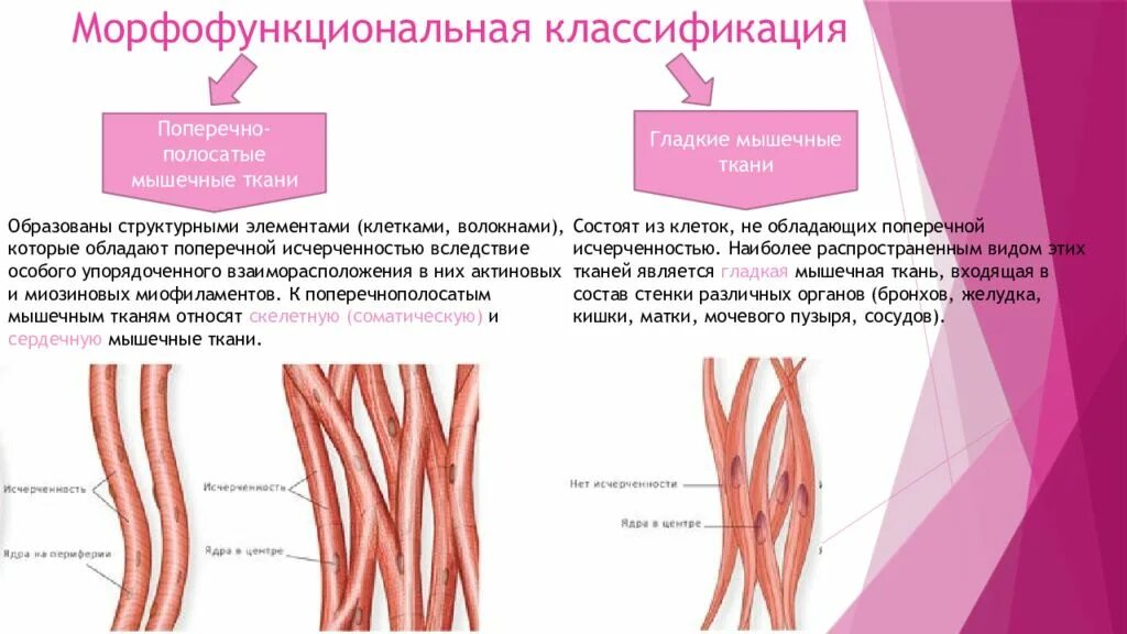 Морфофункциональная характеристика гладкой мышечной ткани. Морфофункциональная классификация мышечных тканей. Морфофункциональная характеристика мышечных тканей. Структурно-функциональная классификация мышечной ткани.
