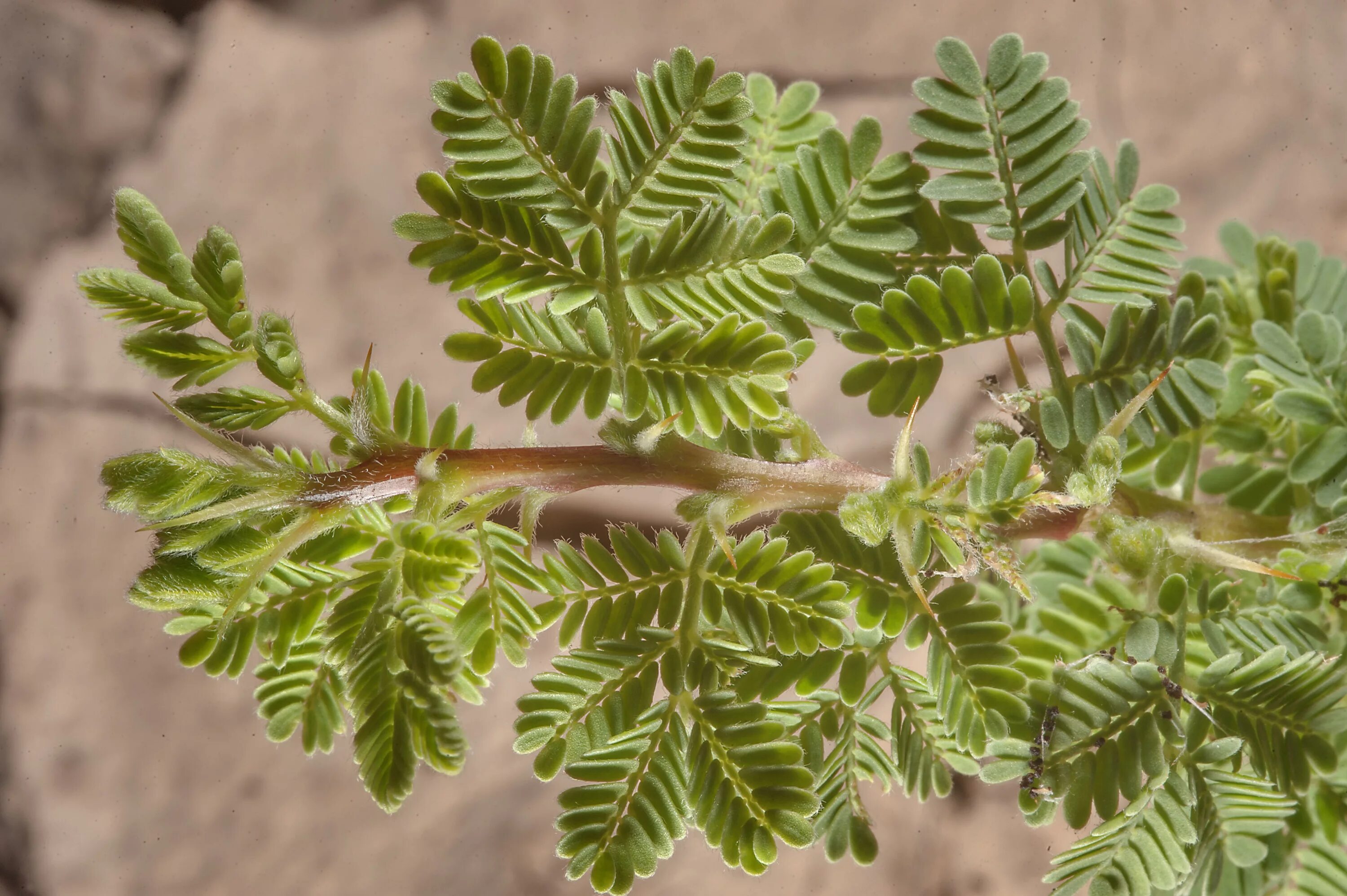Акация листья. Акация кручёная (acacia tortilis). акация безжилковая. акация двухжилковая. мадагаскарская акация.
