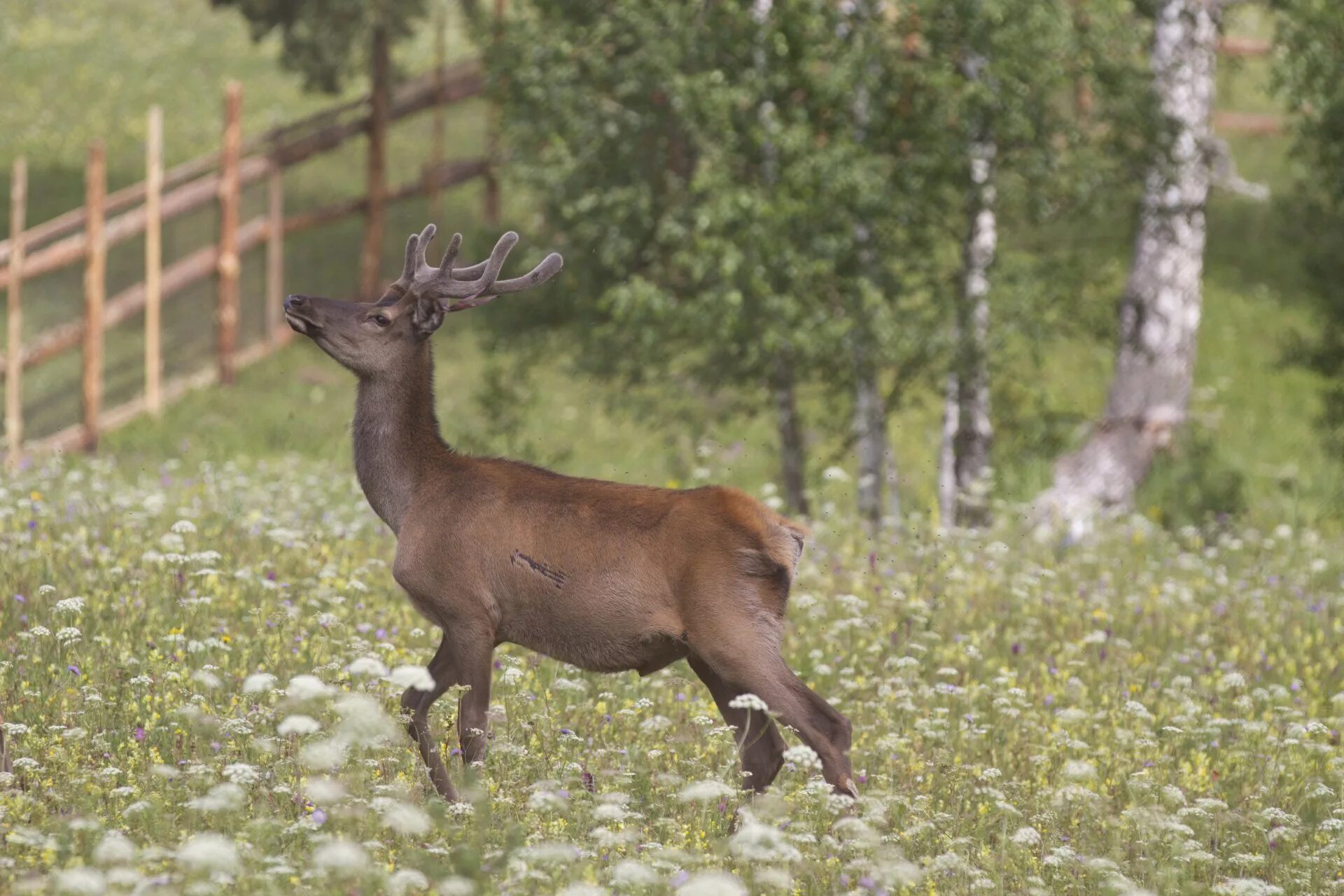 Какие животные в башкирии. Какие животные в башкирии. Животные национального парка башкирия. Какие животные в башкирии. Уссурийский лось.