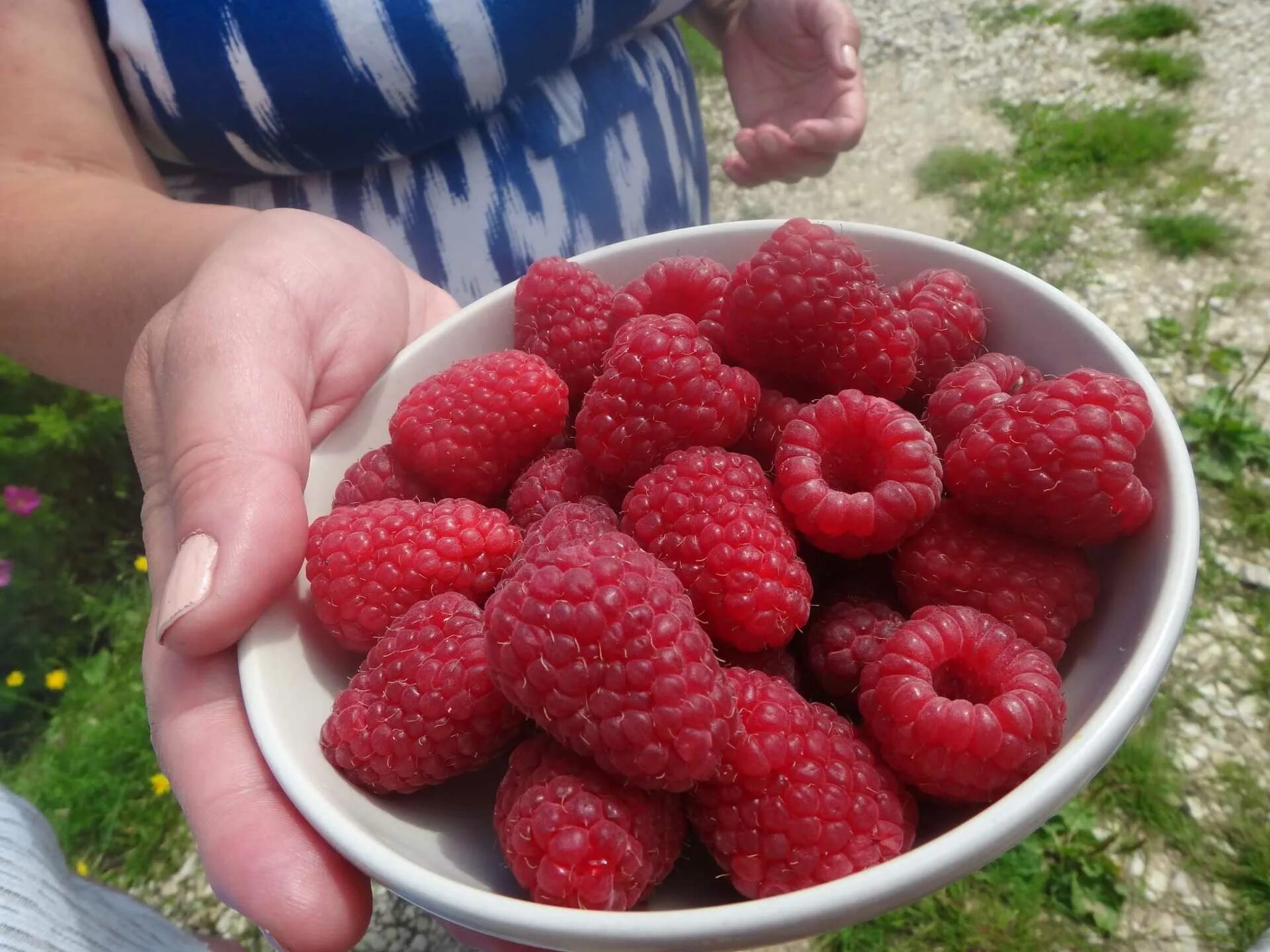 Малина ремонтантная маросейка. Малина кустовая ремонтантная. Малина ремонтантная куст. Малина ремонтантная носорог. Малина сорт гигант рубиновый.